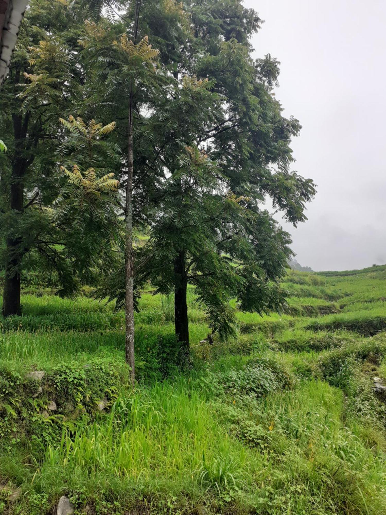 Lake Haven Resort, Sari, Chopta Exterior foto